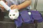 EXAMINATION BAG PER GATTI EX-LARGE