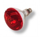 lampadina